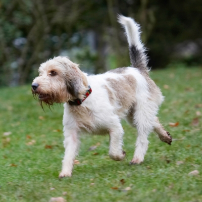 Where's Alfie
Palabras clave: Dog Dogs Grand Vendeen Bassett Hound Hounds Libbie Play Playing Playtime Run Running