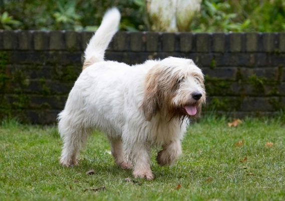 I'll just go at my own pace
Słowa kluczowe: Alfie Dog Dogs Grand Vendeen Bassett Hound Hounds Play Playing Playtime Tongue