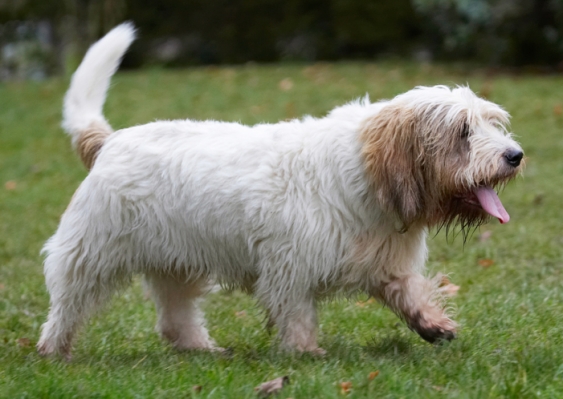 Where's the water bowl?
Palabras clave: Alfie Dog Dogs Grand Vendeen Bassett Hound Hounds Play Playing Playtime Tongue