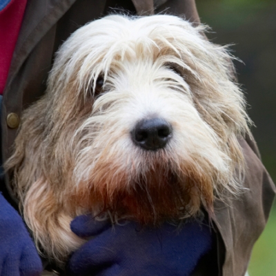 This is more like
Keywords: Alfie Cuddle Dog Dogs Grand Vendeen Bassett Hound Had Hounds Play Playing Playtime