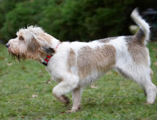 I'm on the prowl
Keywords: Dog Dogs Grand Vendeen Bassett Hound Hounds Libbie Play Playing Playtime