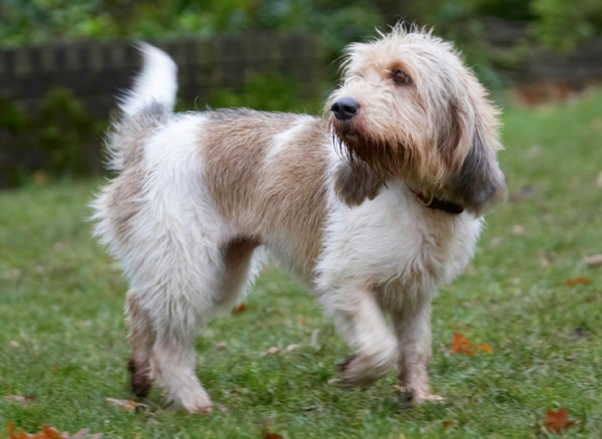 That's better
Anahtar kelimeler: Dog Dogs Grand Vendeen Bassett Hound Hounds Libbie Play Playing Playtime