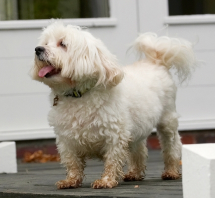Hey, good joke
Schlüsselwörter: Dog Dogs Laugh Laughing Maltese Teddy Tongue