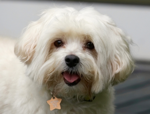 Good eye contact eh
Ključne besede: Dog Dogs Head Maltese Teddy Tongue