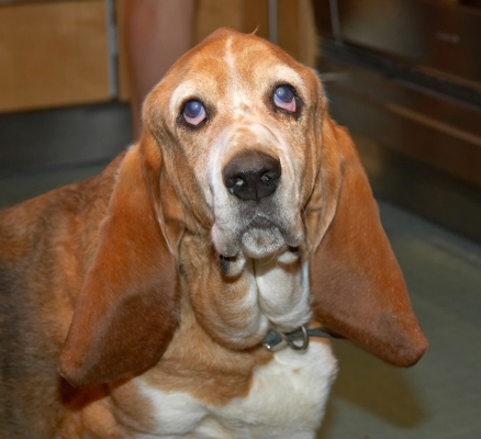 Douglas Waiting for Breakfast
Douglas is a Basset Hound.
Schlüsselwörter: Douglas basset hound