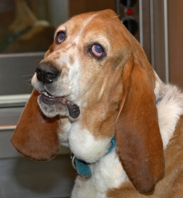 Douglas
Keywords: Douglas Basset Hound