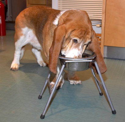 Douglas Enjoying His Breakfast
Palabras clave: Douglas Basset Hound breakfast bowl