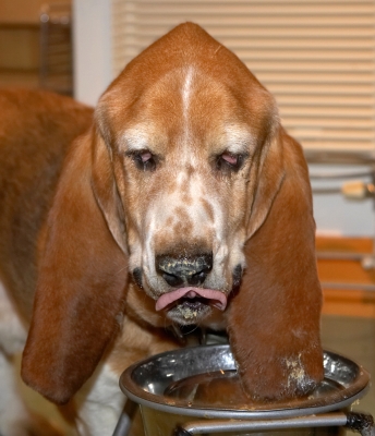 Douglas
Anahtar kelimeler: Douglas Basset Hound breakfast tongue