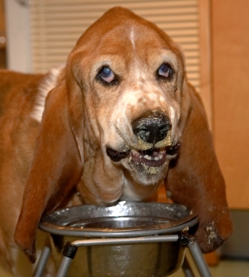 Douglas Having Breakfast
Ključne besede: Douglas Basset Hound breakfast bowl