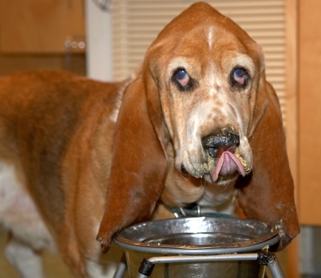 Douglas
Λέξεις-κλειδιά: Douglas Basset Hound breakfast tongue