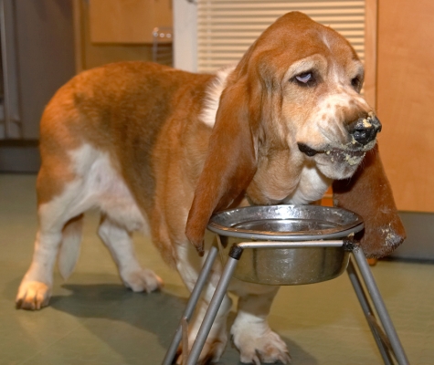 Douglas
Λέξεις-κλειδιά: Douglas Basset Hound breakfast