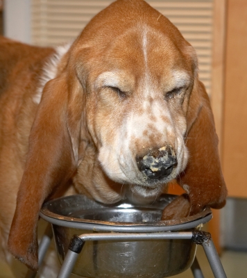 Douglas Eating His Breakfast
Palabras clave: Douglas Basset Hound breakfast