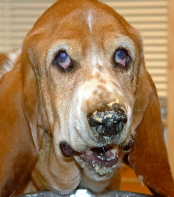 Douglas
Palabras clave: Douglas Basset Hound breakfast