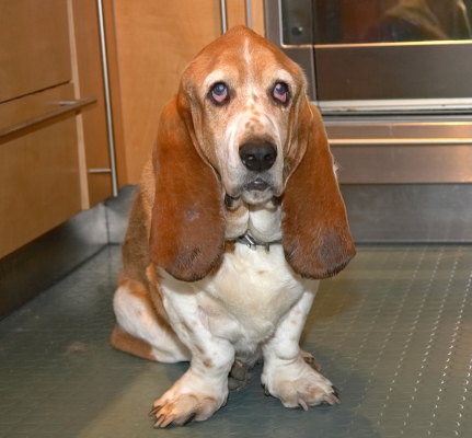Douglas Waiting for Breakfast
Keywords: Douglas Basset Hound breakfast waiting paws