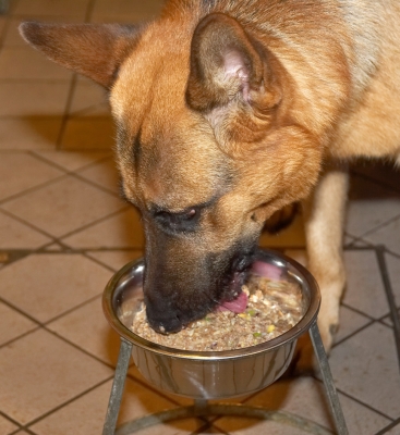 Sasha Enjoying His Dinner
The weather has been pretty miserable outside, so we've resorted to taking some indoor photographs of Sasha.  Here he's enjoying his freshly-made dinner --- the bowl was licked clean in about 10 seconds.
Ключові слова: Sasha German Shepherd dinner food dog