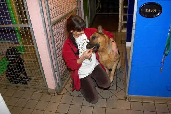 Marjorie Giving Sasha a Cookie
A nice home-baked aniseed cookie.  
Anahtar kelimeler: Sasha Marjorie aniseed dog cookie German shepherd dog