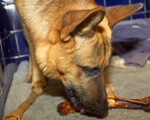 Sasha and the Bone
As an extra after-dinner treat we gave Sasha one of our home-baked bones.  Yumm!
Ključne besede: Sasha German Shepherd bone