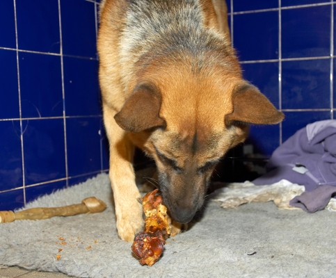 Sasha Enjoying a Bone
Schlüsselwörter: Sasha German Shepherd bone