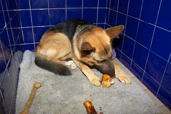 Sasha in His Cubby
Enjoying a home-cooked bone as an after-dinner treat.
Ключевые слова: Sasha German Shepherd bone cubby cubbies