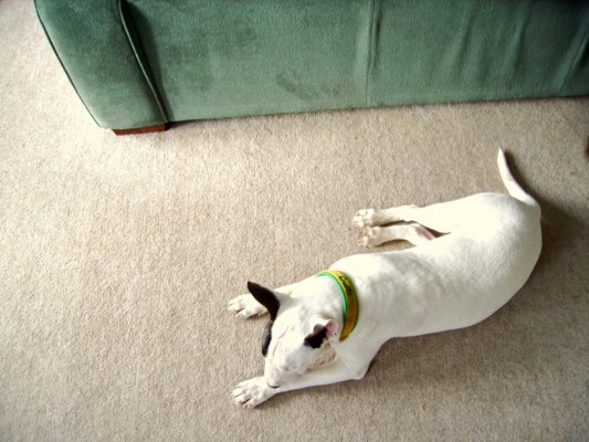 I'm pooped
Mana enjoying a rest in the lounge
Ključne besede: Animal Animals Dog Dogs English Bull Terrier Mana Pet Pets Rest