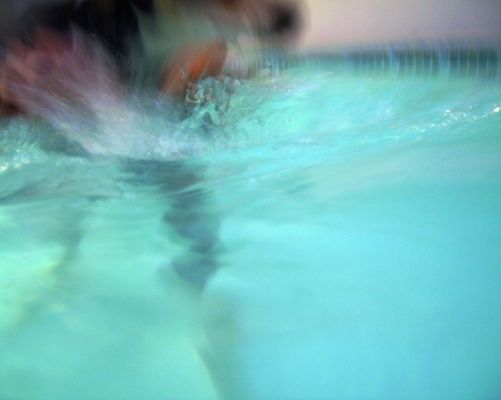 Murphy swimming
Schlüsselwörter: Animal Animals Canine hydrotherapy Cathy Bushby Dog Dogs Lurcher Murphy Pet Pets Swimming