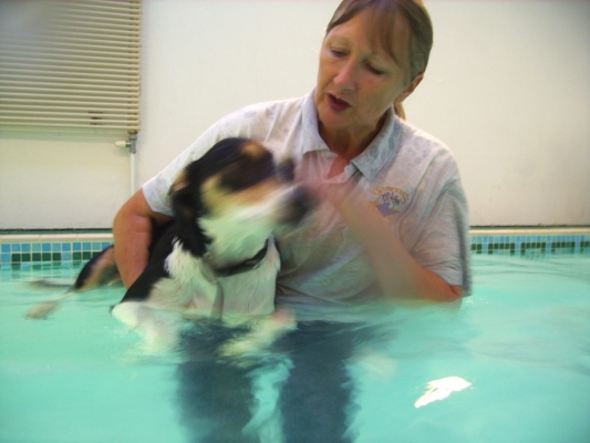 Murphy in the Pool
Cathy talking soothingly.
Anahtar kelimeler: Animal Animals Canine hydrotherapy Cathy Bushby Dog Dogs Lurcher Murphy Pet Pets Swimming