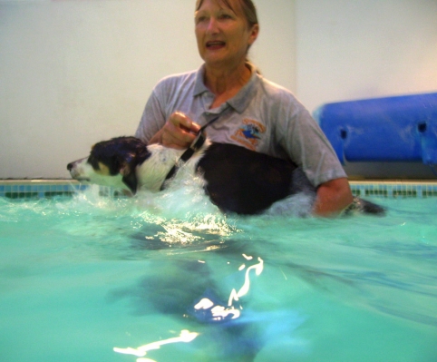Murphy Trying to Swim Away
At first Murphy just wanted out of the pool, but Cathy supported him and the warm water relaxed him, and in a minute or two he was relaxed and swimming.
Avainsanat: Animal Animals Canine hydrotherapy Cathy Bushby Dog Dogs Lurcher Murphy Pet Pets Swimming