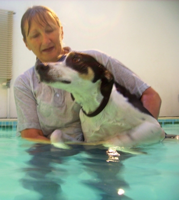 Murphy and Cathy
الكلمات الإستدلالية(لتسهيل البحث): Animal Animals Canine hydrotherapy Cathy Bushby Dog Dogs Lurcher Murphy Pet Pets Swimming