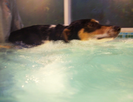Murphy Swimming
But with Cathy still supporting him.
Palabras clave: Animal Animals Canine hydrotherapy Cathy Bushby Dog Dogs Lurcher Murphy Pet Pets Swimming