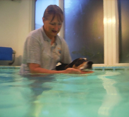 Murphy Swimming
After a couple of minutes, Murphy calmed down and was able to enjoy swimming in the warm water with Cathy.
Ключевые слова: Animal Animals Canine hydrotherapy Cathy Bushby Dog Dogs Lurcher Murphy Pet Pets Swimming