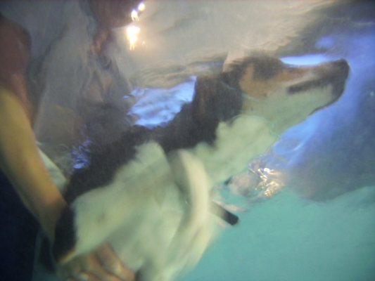 Underwater View
An underwater shot of Murphy swimming.  It's not easy to see, but his head is above the water.
Avainsanat: Animal Animals Canine hydrotherapy Cathy Bushby Dog Dogs Lurcher Murphy Pet Pets Swimming