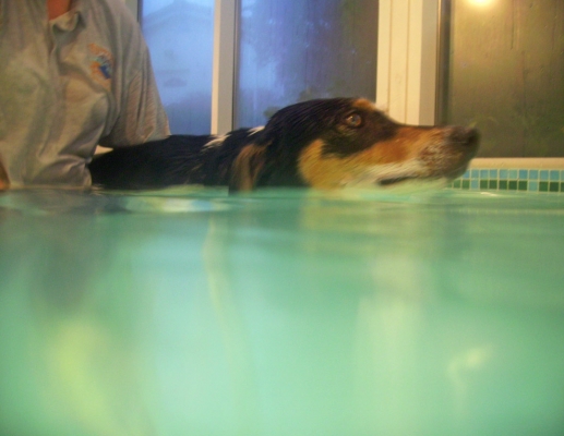 Murphy in the Pool
Schlüsselwörter: Animal Animals Canine hydrotherapy Cathy Bushby Dog Dogs Lurcher Murphy Pet Pets Swimming