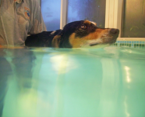 Murphy in the Pool
Palabras Clave: Animal Animals Canine hydrotherapy Cathy Bushby Dog Dogs Lurcher Murphy Pet Pets Swimming