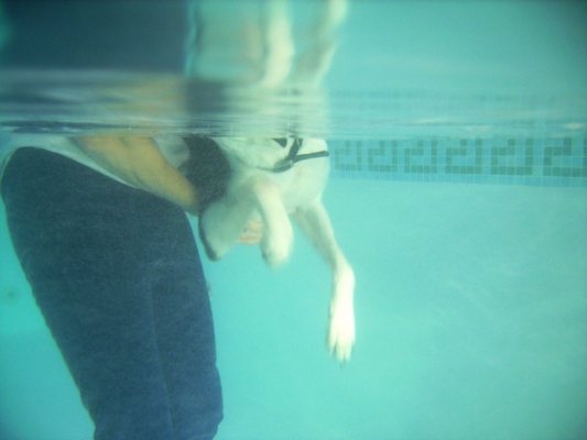 Murphy Swimming
An underwater photograph
Palabras clave: Animal Animals Canine hydrotherapy Cathy Bushby Dog Dogs Lurcher Murphy Pet Pets Swimming