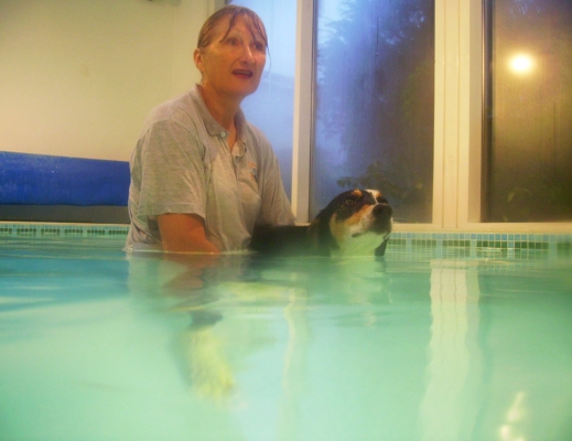 Can We Get Out Yet?
Keywords: Animal Animals Canine hydrotherapy Cathy Bushby Dog Dogs Lurcher Murphy Pet Pets Swimming