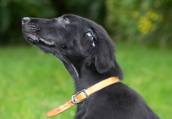I'm too focused to pose for the camera
Palabras clave: Poppy flat coated Retriever