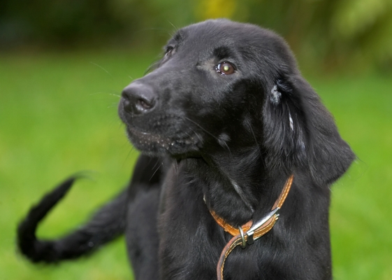 I'll stand still for a cookie
Palabras clave: Poppy flat coated Retriever