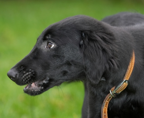 Shoot away, I'm busy eating
Palabras clave: Poppy flat coated Retriever