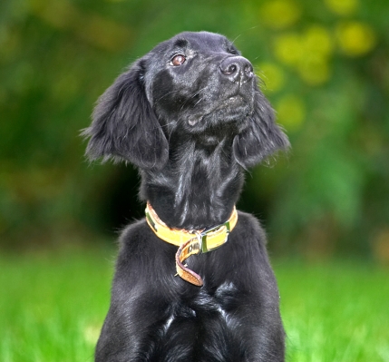 Yep, you've got my attention
Trefwoorden: Poppy flat coated Retriever
