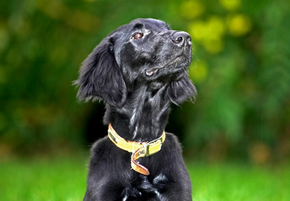 Aren't I good at being patient!
Ключевые слова: Poppy flat coated  Retriever