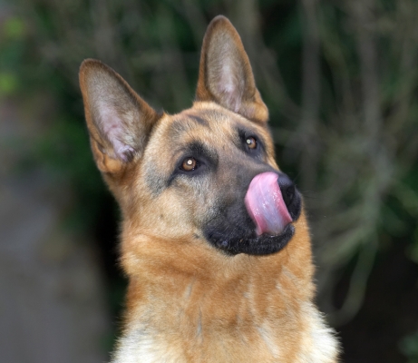 Sasha Licking His Chops
Waiting for the cookie . . . 
Ključne besede: Sasha German Shepherd lick tongue