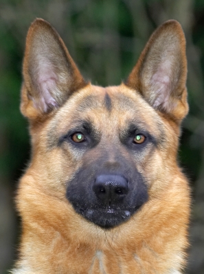 Sasha
Palabras clave: Sasha German Shepherd eyes