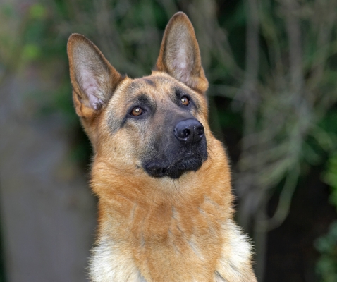 Sasha
Sasha has gorgeous eyes, and a wonderful, gentle disposition.
Schlüsselwörter: Sasha German Shepherd