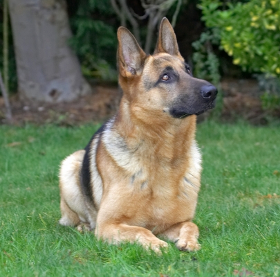 Sasha
Looking proud.
Ключевые слова: Sasha German Shepherd proud