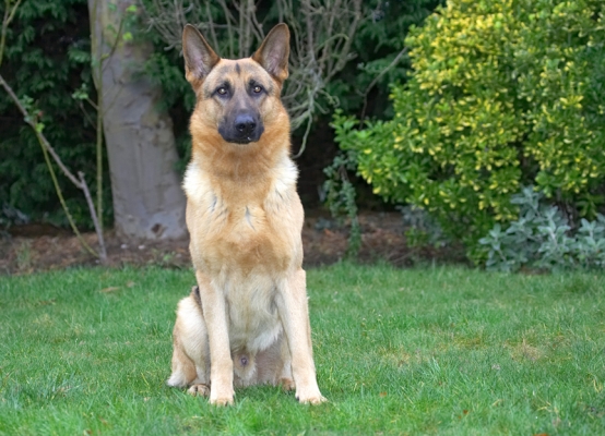 Sasha
In the front garden at Whitecroft.
Palabras clave: Sasha German Shepherd garden