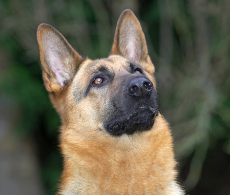 Sasha
Looking up, towards the cookie.
Schlüsselwörter: Sasha German Shepherd cookie