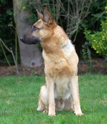 Sasha
Enjoying some (limited) sunshine in the front garden.
الكلمات الإستدلالية(لتسهيل البحث): Sasha German Shepherd garden