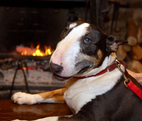 Tapa at the Lygon Arms
In Broadway, in the Cotswolds.  Having a cream tea with a nice open fireplace.
Λέξεις-κλειδιά: Tapa English Bull Terrier Lygon Arms cream tea Cotswolds fireplace