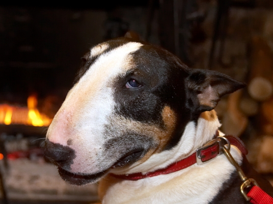 Tapa
At the Lygon Arms Hotel in Broadway, January 11 2007.  Open fireplace in the background to take away the winter chill.
Palabras clave: Tapa English Bull Terrier Lygon Arms Hotel fireplace cream tea Cotswolds winter