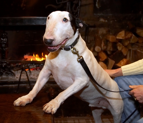 Kiko
Getting ready for his cream tea at the Lygon Arms Hotel in Broadway, January 11 2007.
Mots-clés: Kiko English Bull Terrier Lygon Arms Hotel Broadway Cotswolds cream tea